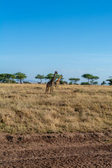 Fototapeta na wymiar Jirafas en el Serengueti