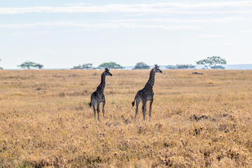 Jirafas en el Serengueti