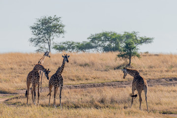 Jirafas en el Serengueti