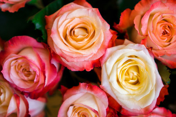 Pink roses in a bouquet