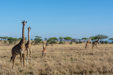 Jirafas en el Serengueti