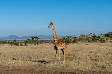 Jirafas en el Serengueti
