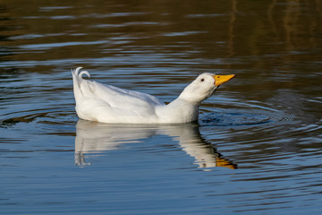 Male drake heavy white Pekin Duck (also known as Aylesbury or Long Island Duck) swimming on a still calm lake with reflection, drinking water