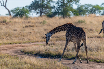 Jirafas en el Serengueti