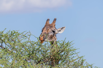 Jirafas en el Serengueti