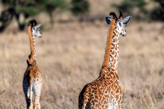 Jirafas en el Serengueti