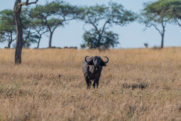 Búfalo en el Serengueti