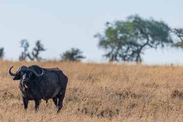 Naklejka na ściany i meble Búfalo en el Serengueti