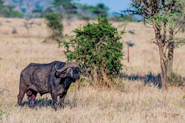 Obraz premium Búfalo en el Serengueti