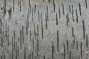 Fragment of birch bark.