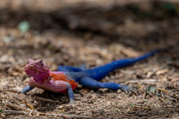 Lagartija en el Serengueti