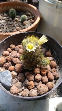  Cactus floreado