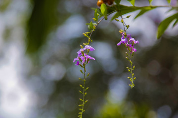Tiny purple flowers against a green background
