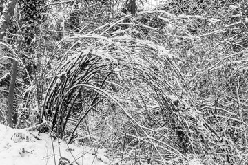 Snow On Branches Abstract 4