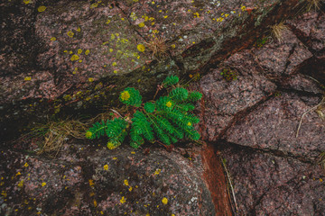 Obraz premium Rhodiola rosea plants outdoors green background