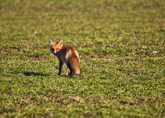 Fox is looking for food