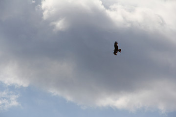 Naklejka na ściany i meble High flying eagle on a background of rain clouds.