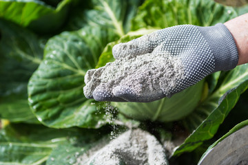 Cabbages are sprinkled by worker  with ashes for protection from the pests