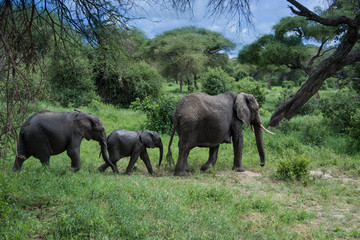 Herd of elephants with mother and babies among the Acacia trees in the Tarangire area of Tanzania, Africa