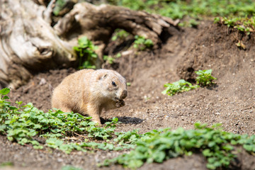Naklejka na ściany i meble Marmot in wild nature digging ground under tree