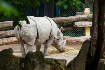 Big Indian rhinoceros eating straw in zoo