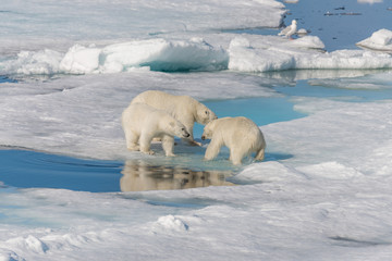 Wild polar bear (Ursus maritimus) mother and two young cubs on the pack ice, north of Svalbard Arctic Norway