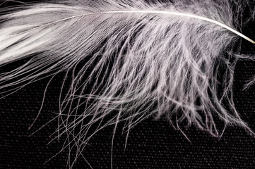 White down feather on black background, close up, macro