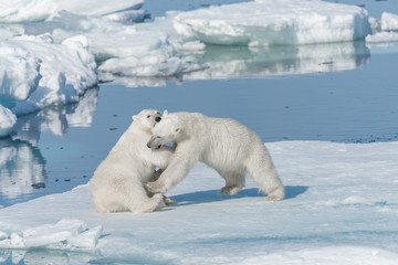 Two young wild polar bear cubs playing on pack ice in Arctic sea, north of Svalbard