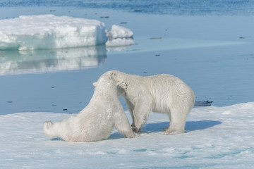 Two young wild polar bear cubs playing on pack ice in Arctic sea, north of Svalbard