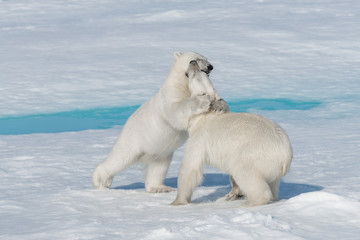 Two young wild polar bear cubs playing on pack ice in Arctic sea, north of Svalbard