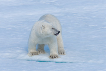 Obraz na płótnie Canvas Wild polar bear cub on pack ice in Arctic sea close up
