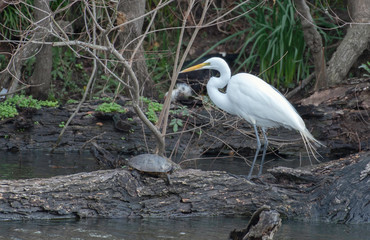 Great egret and turtle