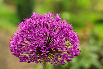 Allium 'Purple Sensation' 