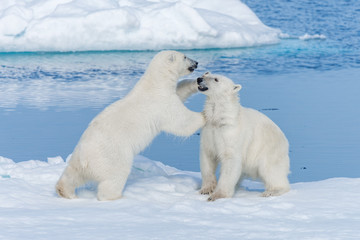 Naklejka na ściany i meble Two young wild polar bear cubs playing on pack ice in Arctic sea, north of Svalbard