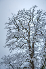Beautiful winter scenes on the shores of the upper Zurich Lake (Obersee) near Hurden (Schwyz) and Rapperswil-Jona (Sankt Gallen), Switzerland
