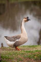Chinese goose