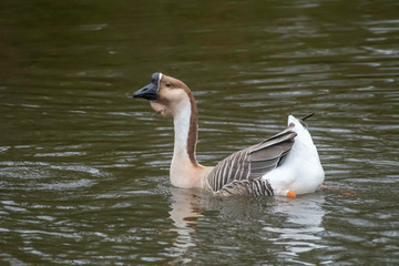 Chinese goose