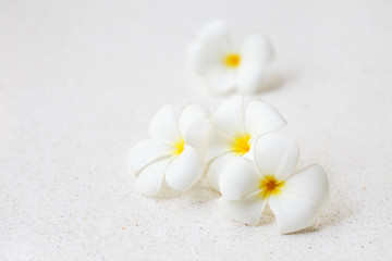 Naklejka na ściany i meble Flower frangipani on white background
