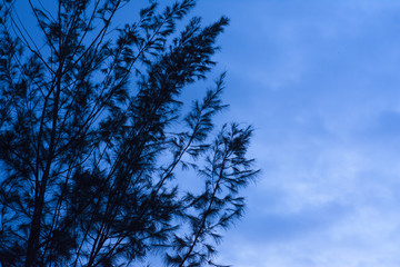 Beautiful Nature Scenery blue sky with tree leaf, Art of nature