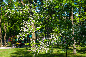 White bird cherry tree with green leaves under the summer sunlight
