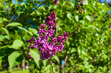 Green branch with spring blossoming ilac flowers