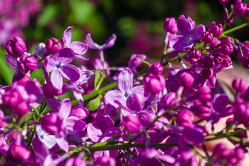 Green branch with spring blossoming ilac flowers