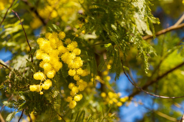 Mimosa tree blossom in spring time