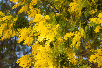 Branches of Mimosa tree blossom in spring time