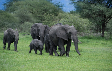 Naklejka na ściany i meble Herd of elephants with mother and babies among the Acacia trees in the Tarangire area of Tanzania, Africa
