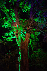 Fototapeta premium A tree lit up green at night time