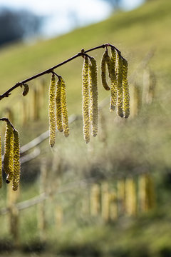 Pollen in der Luft, Pollen fliegend, Pollenflug, Pollenflug, Haselpollenflug, Haselpollen fliegend, Hasel Pollenflug, Hasel mit Pollenflug, Abfliegende Haselpollen, Corylus mit abfliegenden Pollen
