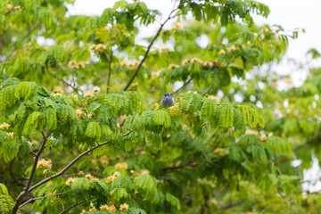 little blue bird in tree