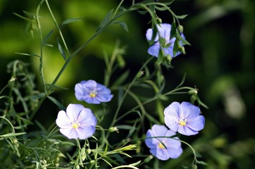 purple flowers in the garden