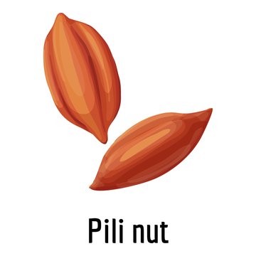 Pili nut icon. Cartoon of pili nut vector icon for web design isolated on white background